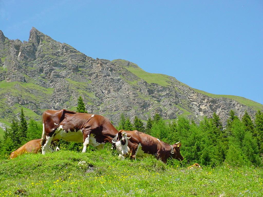 Alpenhotel Stefanie - Direkt Buchbar Hippach Esterno foto